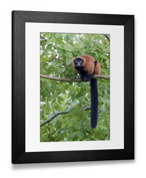Framed Print : Red-ruffed lemur seeks refuge in a tree Framed Print : Red-ruffed lemur seeks refuge in a tree