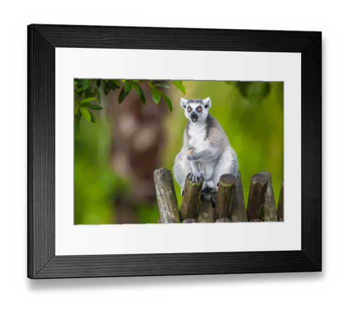 Framed Print : A ring-tailed lemur squats atop a hut, eating Framed Print : A ring-tailed lemur squats atop a hut, eating
