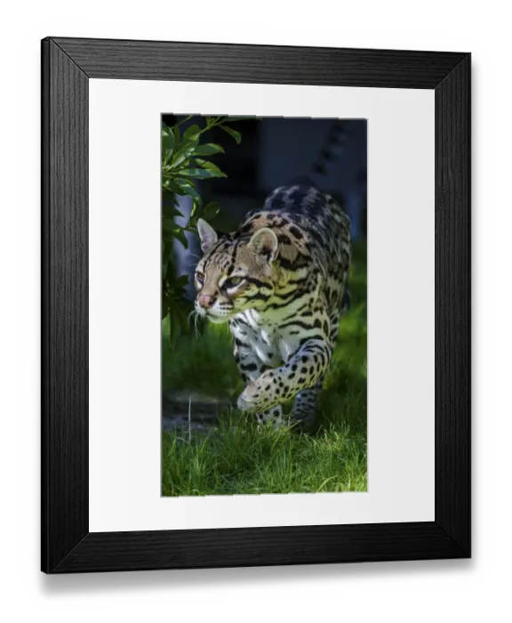 Framed Print : An ocelot at a local zoo
