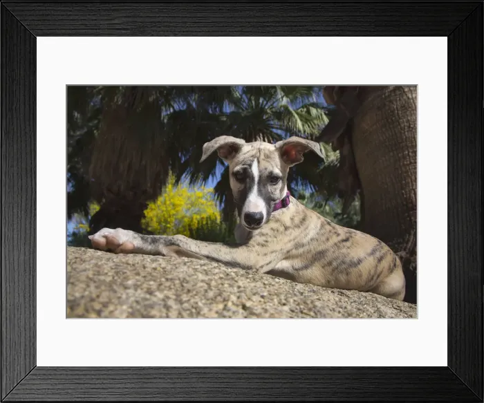 Framed Print : Whippet Puppy