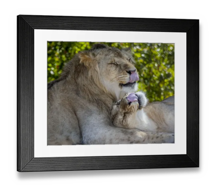 Framed Print : Two young lions trade licks at a local zoo Framed Print : Two young lions trade licks at a local zoo