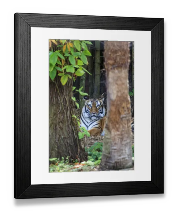 Framed Print : A Malayan tiger maintains a restful vigil Framed Print : A Malayan tiger maintains a restful vigil