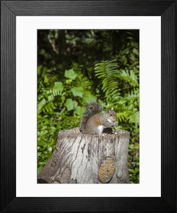 Framed Print : A grey squirrel feeds on bird seeds cached on a tree stump Framed Print : A grey squirrel feeds on bird seeds cached on a tree stump