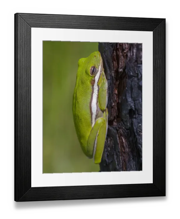 Framed Print : A green treefrog takes refuge among the furrows of bark of a slash pine tree in southern Framed Print : A green treefrog takes refuge among the furrows of bark of a slash pine tree in southern