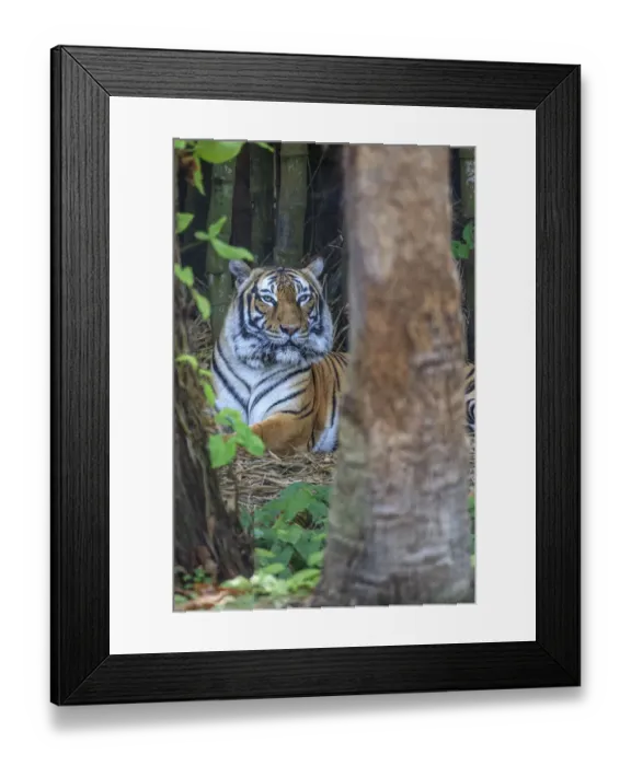 Framed Print : A Malayan tiger maintains a restful vigil