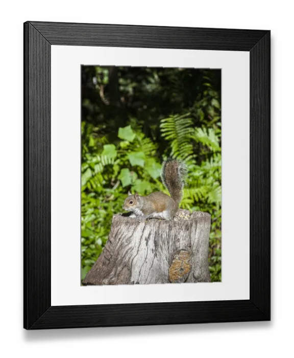 Framed Print : A grey squirrel feeds on bird seeds cached on a tree stump Framed Print : A grey squirrel feeds on bird seeds cached on a tree stump