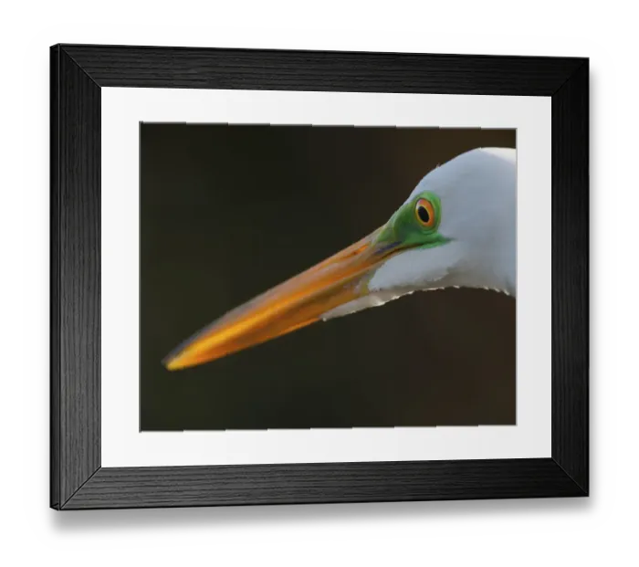 Framed Print : Bright green lores identify a great egret in breeding plumage Framed Print : Bright green lores identify a great egret in breeding plumage