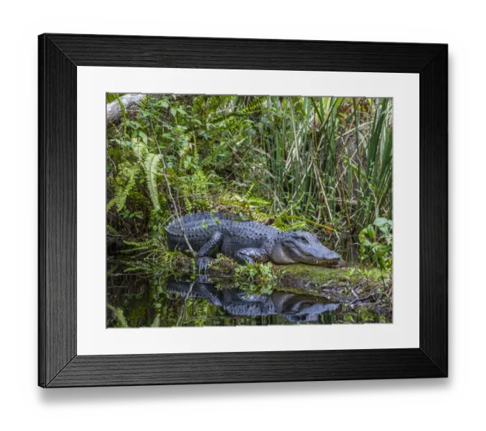 Framed Print : An alligator rests on a floating log in a swamp