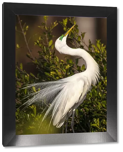A great egret performs a breeding display at a rookery in southwest Florida