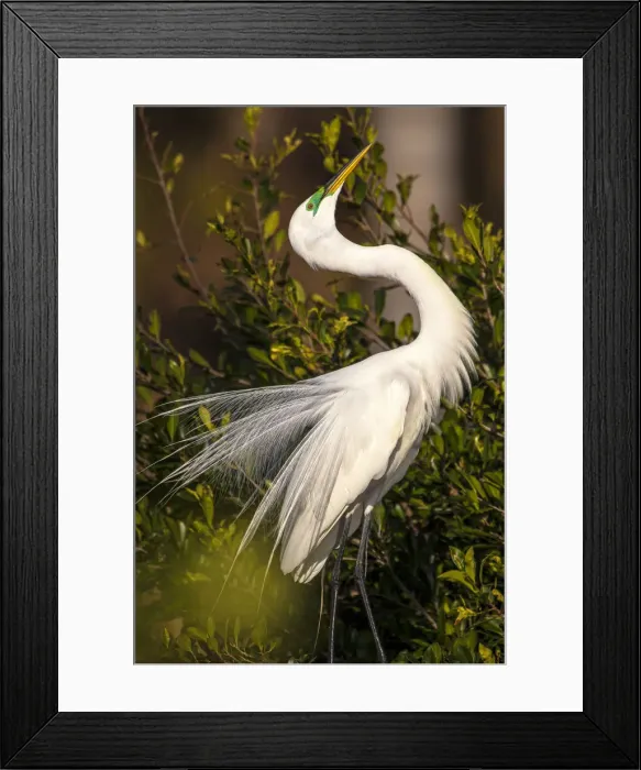 Framed Print : A great egret performs a breeding display at a rookery in southwest Florida
