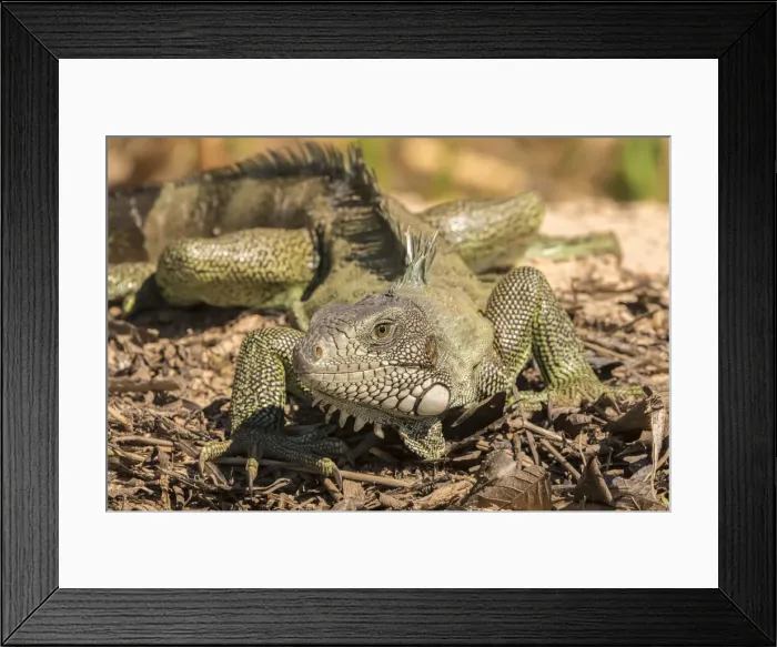 Framed Print : Brazil, Pantanal. Green iguana. Credit as: Cathy & Gordon Illg / Jaynes Gallery / Framed Print : Brazil, Pantanal. Green iguana. Credit as: Cathy & Gordon Illg / Jaynes Gallery /