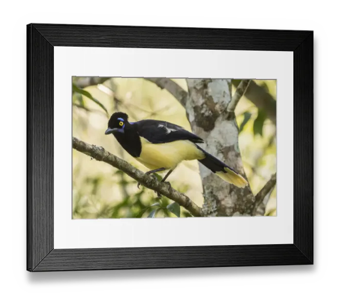 Framed Print : Argentina, Iguazu Falls National Park. Plush-crested jay in tree Framed Print : Argentina, Iguazu Falls National Park. Plush-crested jay in tree