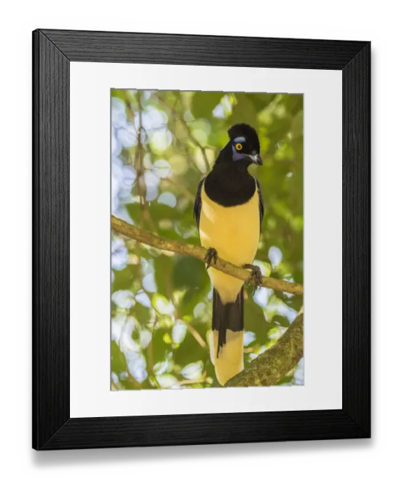 Framed Print : Argentina, Iguazu Falls National Park. Plush-crested jay in tree Framed Print : Argentina, Iguazu Falls National Park. Plush-crested jay in tree