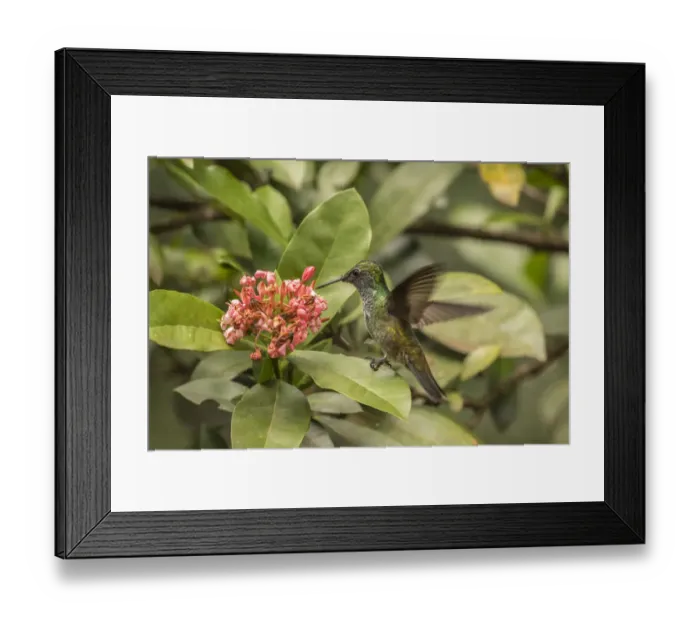 Framed Print : Argentina, Puerto Iguazu, Jardin de los Picaflores. Versicolored emerald hummingbird Framed Print : Argentina, Puerto Iguazu, Jardin de los Picaflores. Versicolored emerald hummingbird