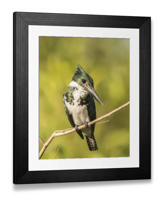 Framed Print : Brazil, Pantanal. Amazon kingfisher bird on limb. Credit as Framed Print : Brazil, Pantanal. Amazon kingfisher bird on limb. Credit as