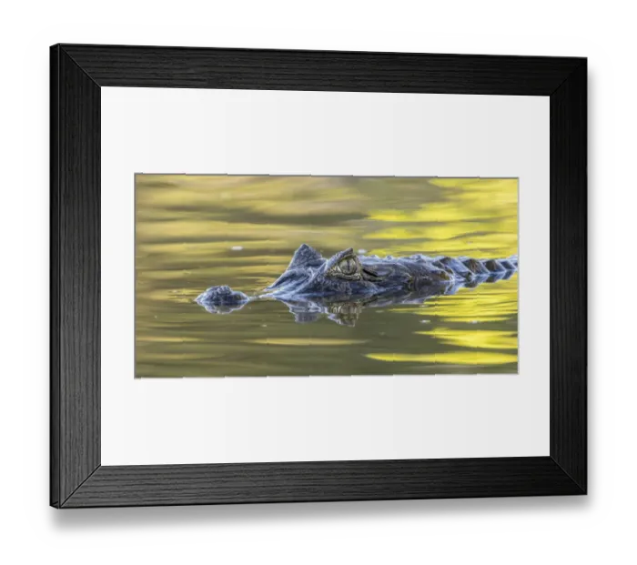 Framed Print : Brazil, Pantanal. Jacare caiman reptile in water. Credit as Framed Print : Brazil, Pantanal. Jacare caiman reptile in water. Credit as