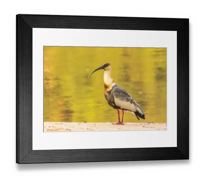 Framed Print : Brazil, Pantanal. Buff-necked ibis on beach. Credit as: Cathy & Gordon Illg / Jaynes Framed Print : Brazil, Pantanal. Buff-necked ibis on beach. Credit as: Cathy & Gordon Illg / Jaynes