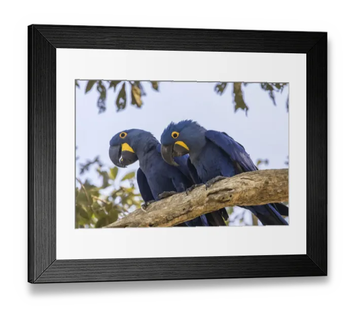 Framed Print : Brazil, Pantanal. Hyacinth macaw pair in tree. Credit as