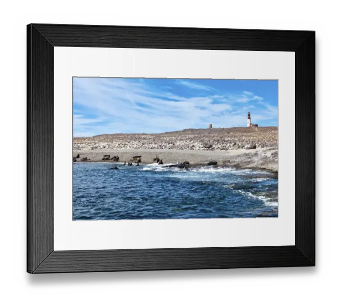 Framed Print : Argentina, Santa Cruz. Puerto Deseado, Isla Pinguino (Penguin Island), sea lions