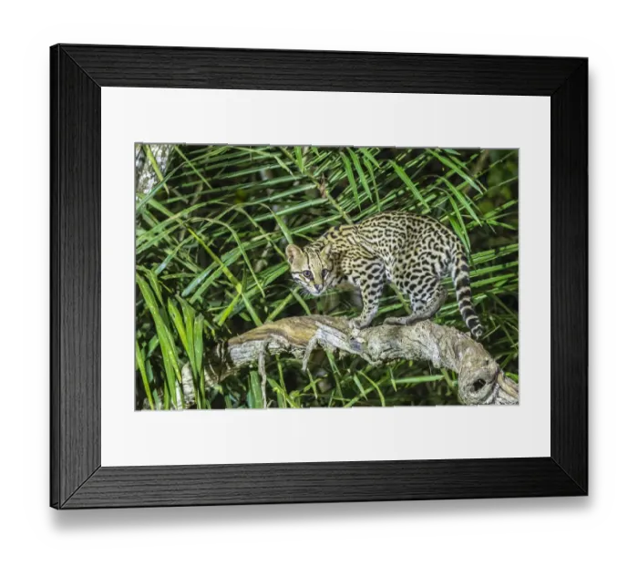 Framed Print : Brazil, Pantanal. Ocelot on tree branch. Credit as: Cathy & Gordon Illg / Jaynes Gallery Framed Print : Brazil, Pantanal. Ocelot on tree branch. Credit as: Cathy & Gordon Illg / Jaynes Gallery