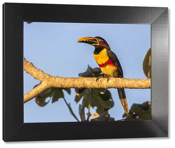 Brazil, Pantanal. Chestnut-eared aracari bird. Credit as