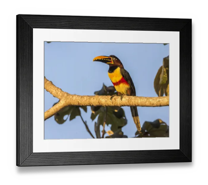 Framed Print : Brazil, Pantanal. Chestnut-eared aracari bird. Credit as Framed Print : Brazil, Pantanal. Chestnut-eared aracari bird. Credit as