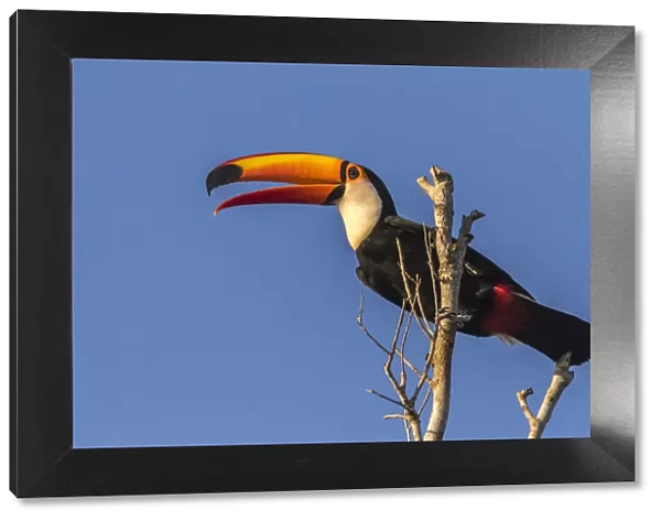 Brazil, Pantanal. Toco toucan bird close-up. Credit as: Cathy & Gordon Illg  /  Jaynes