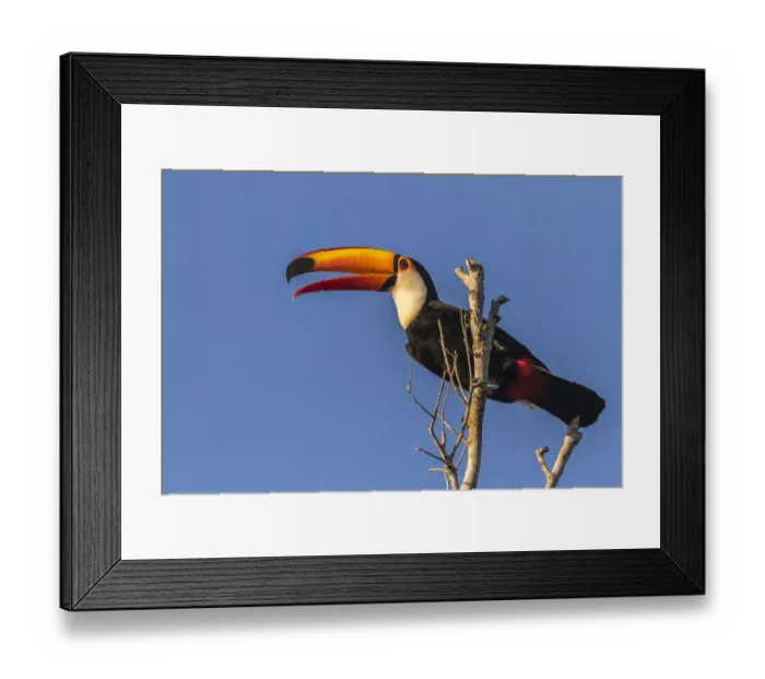 Framed Print : Brazil, Pantanal. Toco toucan bird close-up. Credit as: Cathy & Gordon Illg / Jaynes Framed Print : Brazil, Pantanal. Toco toucan bird close-up. Credit as: Cathy & Gordon Illg / Jaynes
