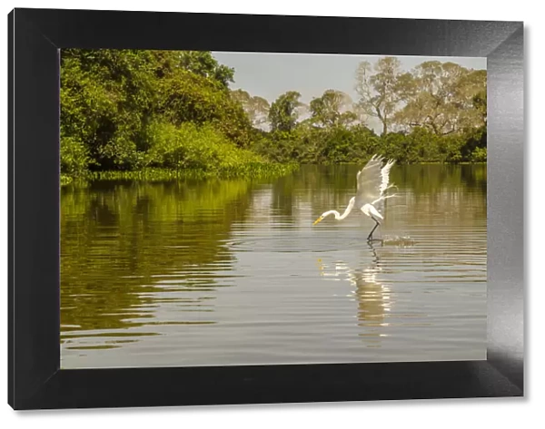 Brazil, Pantanal. Great egret fishing. Credit as: Cathy & Gordon Illg  /  Jaynes Gallery  / 