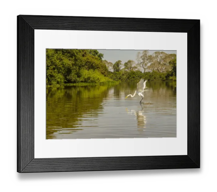 Framed Print : Brazil, Pantanal. Great egret fishing. Credit as: Cathy & Gordon Illg  /  Jaynes Gallery  / 