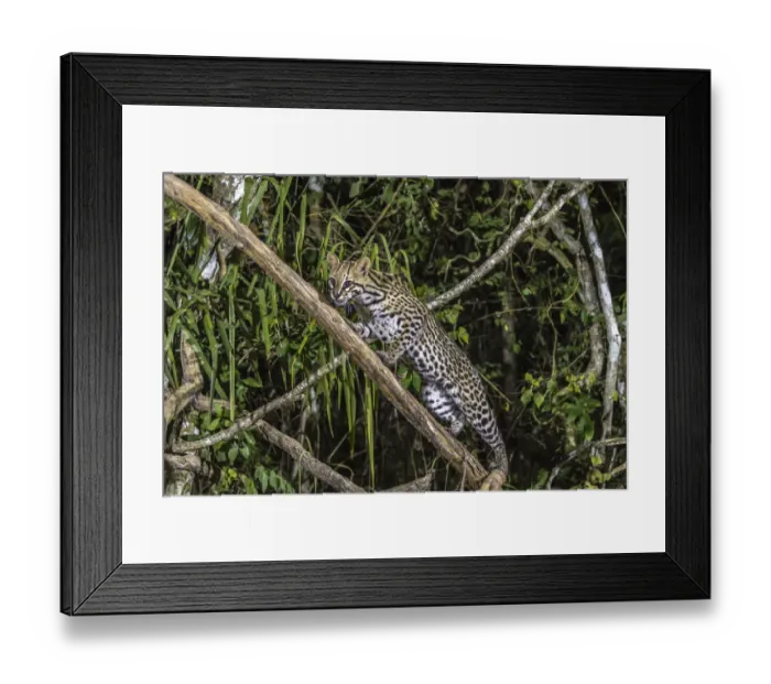 Framed Print : Brazil, Pantanal. Ocelot on tree branch. Credit as: Cathy & Gordon Illg  /  Jaynes Gallery