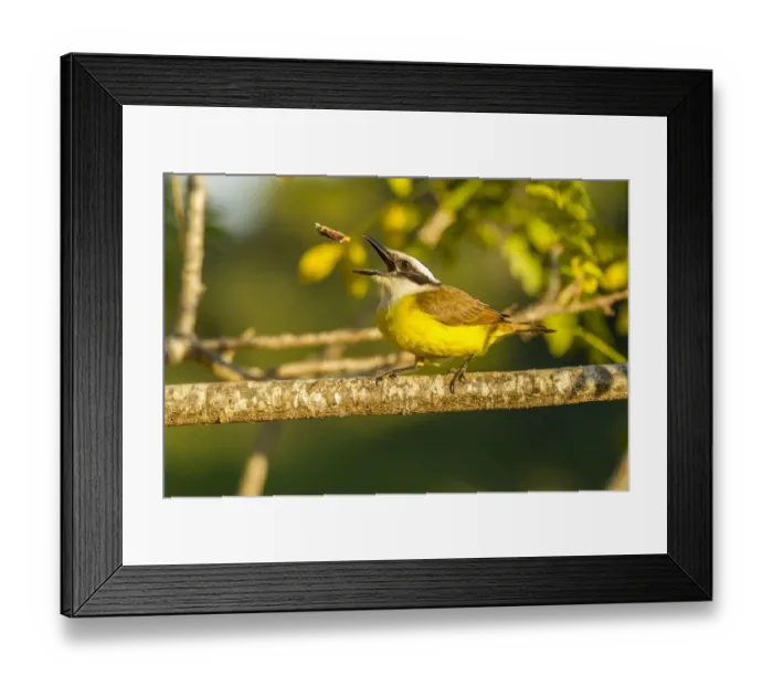 Framed Print : Brazil, Pantanal. Kiskadee feeding. Credit as: Cathy & Gordon Illg / Jaynes Gallery / Framed Print : Brazil, Pantanal. Kiskadee feeding. Credit as: Cathy & Gordon Illg / Jaynes Gallery /