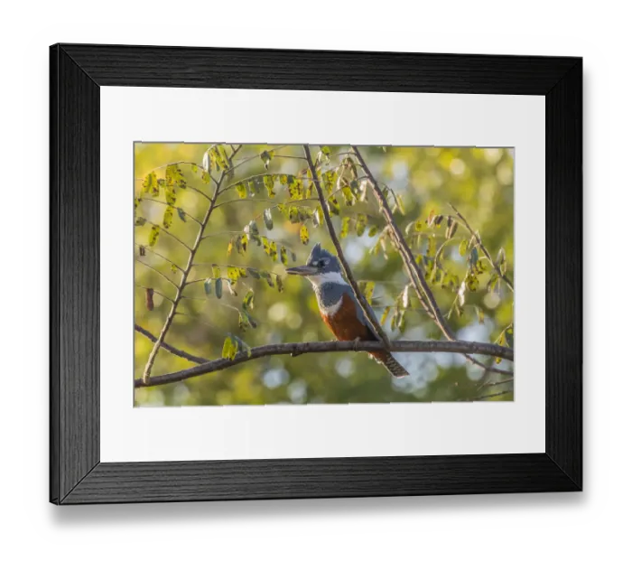 Framed Print : Brazil, Pantanal. Close-up of ringed kingfisher. Credit as