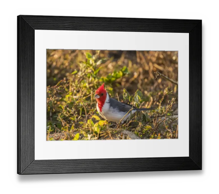 Framed Print : Brazil, Pantanal. Red-crested cardinal Credit as: Cathy & Gordon Illg / Jaynes Gallery / Framed Print : Brazil, Pantanal. Red-crested cardinal Credit as: Cathy & Gordon Illg / Jaynes Gallery /