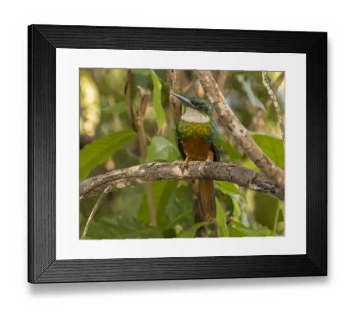 Framed Print : Brazil, Pantanal. Rufous-tailed jacamar bird on limb. Credit as Framed Print : Brazil, Pantanal. Rufous-tailed jacamar bird on limb. Credit as