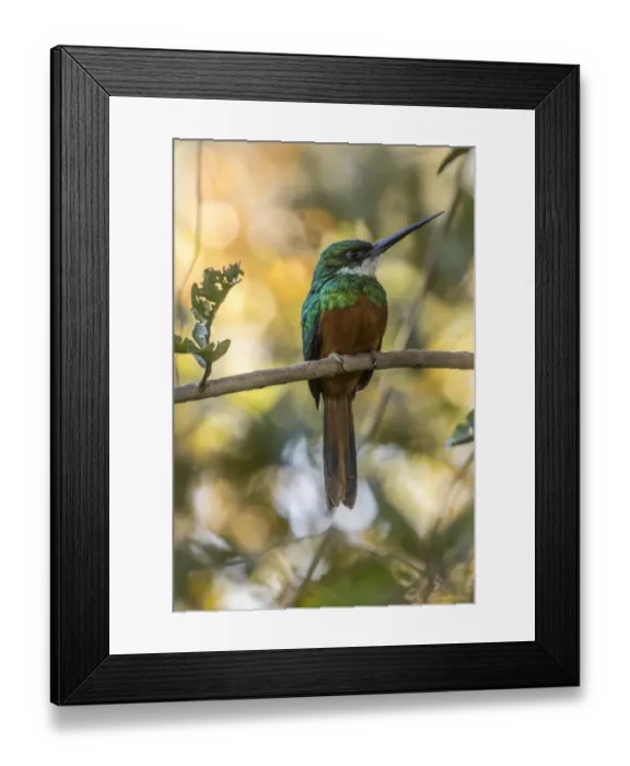 Framed Print : Brazil, Pantanal. Rufous-tailed jacamar bird on limb. Credit as Framed Print : Brazil, Pantanal. Rufous-tailed jacamar bird on limb. Credit as