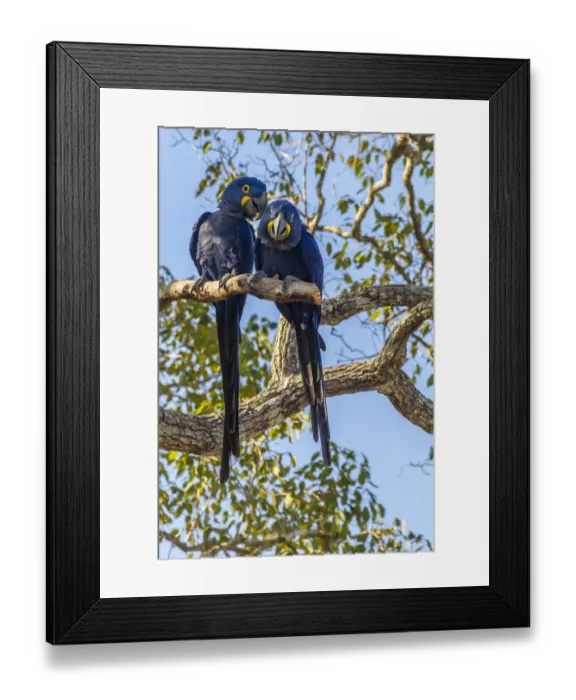 Framed Print : Brazil, Pantanal. Hyacinth macaw pair in tree. Credit as Framed Print : Brazil, Pantanal. Hyacinth macaw pair in tree. Credit as