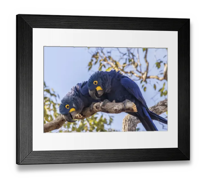 Framed Print : Brazil, Pantanal. Hyacinth macaw pair in tree. Credit as Framed Print : Brazil, Pantanal. Hyacinth macaw pair in tree. Credit as