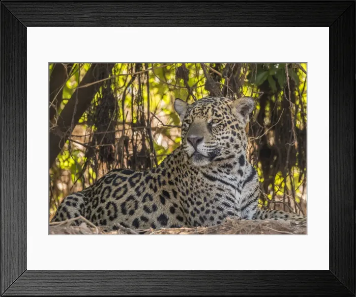 Framed Print : Brazil, Pantanal. Close-up of jaguar. Credit as: Cathy & Gordon Illg / Jaynes Gallery / Framed Print : Brazil, Pantanal. Close-up of jaguar. Credit as: Cathy & Gordon Illg / Jaynes Gallery /