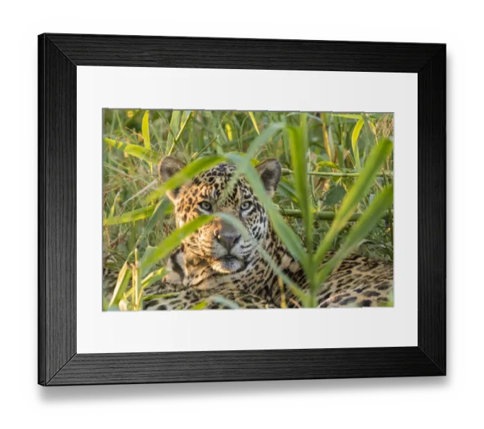 Framed Print : Brazil, Pantanal. Close-up of jaguar. Credit as: Cathy & Gordon Illg / Jaynes Gallery / Framed Print : Brazil, Pantanal. Close-up of jaguar. Credit as: Cathy & Gordon Illg / Jaynes Gallery /