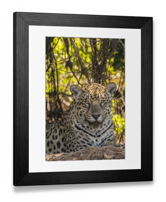 Framed Print : Brazil, Pantanal. Close-up of jaguar. Credit as: Cathy & Gordon Illg / Jaynes Gallery / Framed Print : Brazil, Pantanal. Close-up of jaguar. Credit as: Cathy & Gordon Illg / Jaynes Gallery /