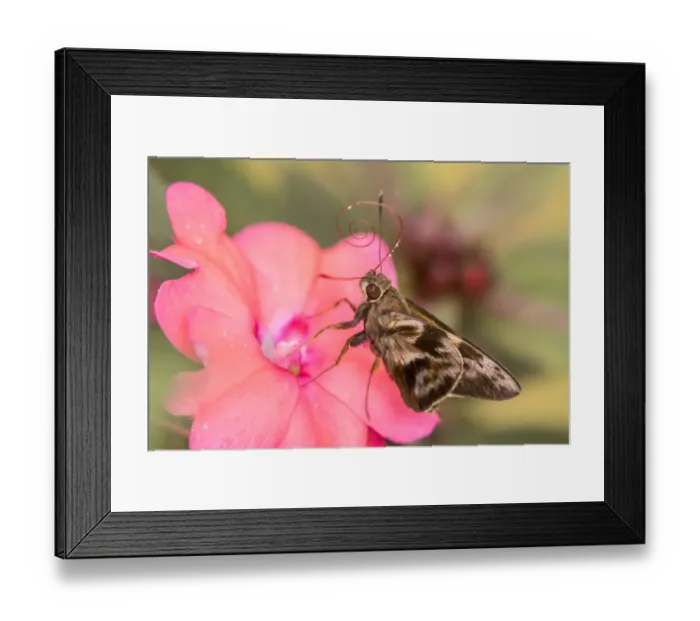 Framed Print : Brazil, Iguazu Falls National Park. Skipper butterfly feeding on flower Framed Print : Brazil, Iguazu Falls National Park. Skipper butterfly feeding on flower
