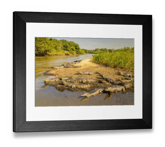 Framed Print : Brazil, Pantanal. Group of jacare caiman reptiles and river Framed Print : Brazil, Pantanal. Group of jacare caiman reptiles and river