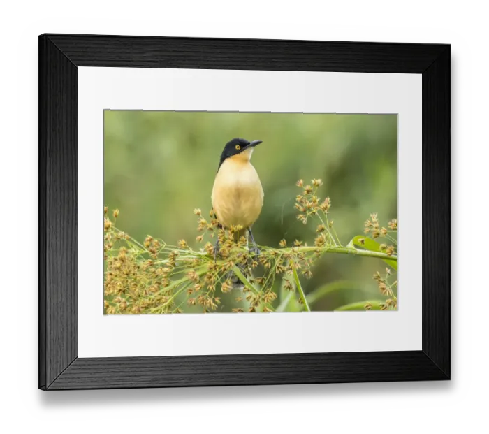 Framed Print : Brazil, Pantanal. Black-capped donacobius bird close-up Framed Print : Brazil, Pantanal. Black-capped donacobius bird close-up