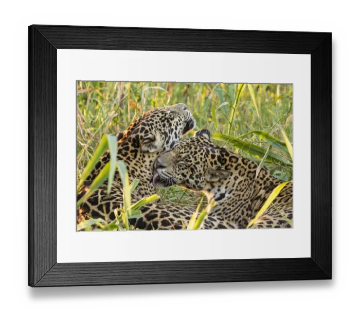 Framed Print : Brazil, Pantanal. Close-up of jaguars grooming. Credit as