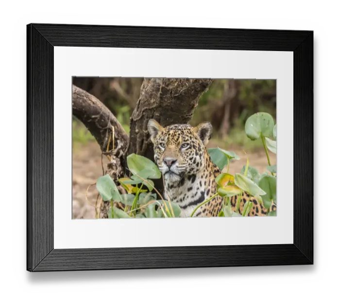 Framed Print : Brazil, Pantanal. Close-up of jaguar. Credit as: Cathy & Gordon Illg  /  Jaynes Gallery  / 