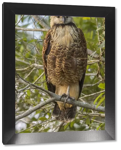 Brazil, Pantanal. Black-collared hawk in tree. Credit as