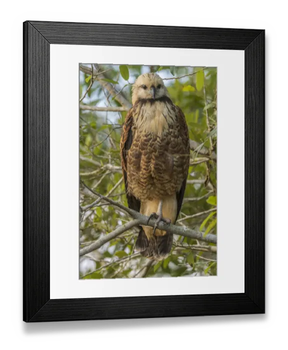 Framed Print : Brazil, Pantanal. Black-collared hawk in tree. Credit as Framed Print : Brazil, Pantanal. Black-collared hawk in tree. Credit as