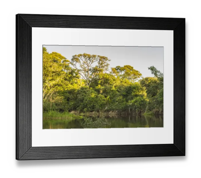 Framed Print : Brazil, Pantanal. Cuiaba River landscape. Credit as: Cathy & Gordon Illg  /  Jaynes Gallery