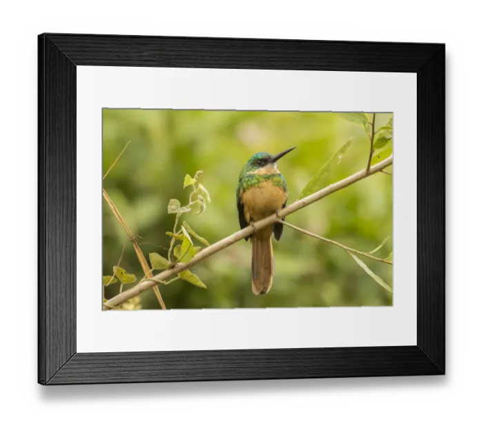 Framed Print : Brazil, Pantanal. Rufous-tailed jacamar bird close-up. Credit as